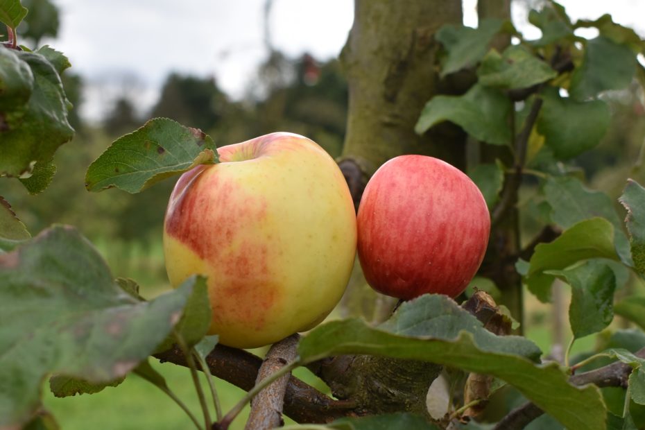 Zwei Äpfel auf einem Ast